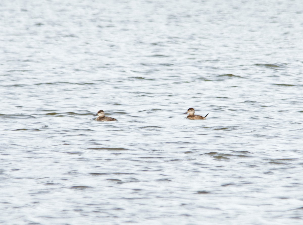 Ruddy Duck - ML238673721