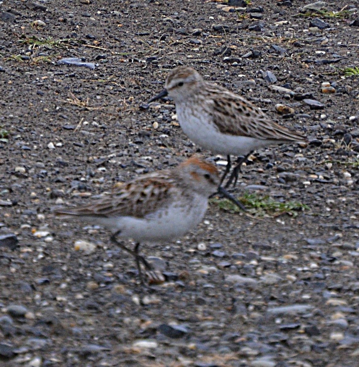 Western Sandpiper - ML238674891