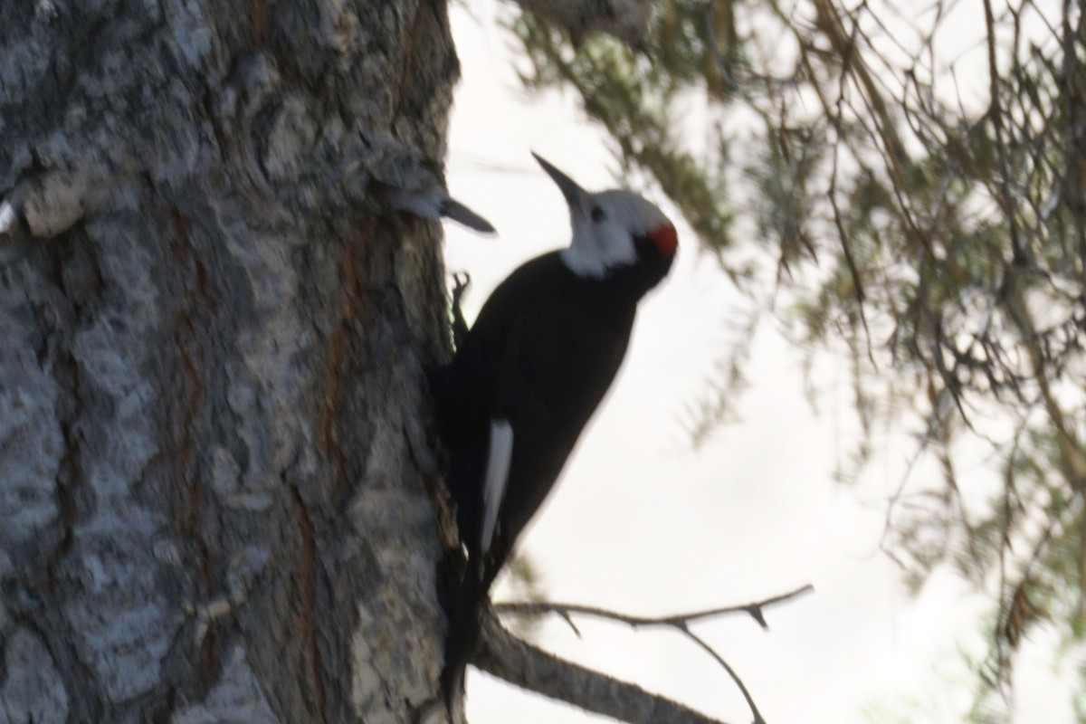 White-headed Woodpecker - ML238674991