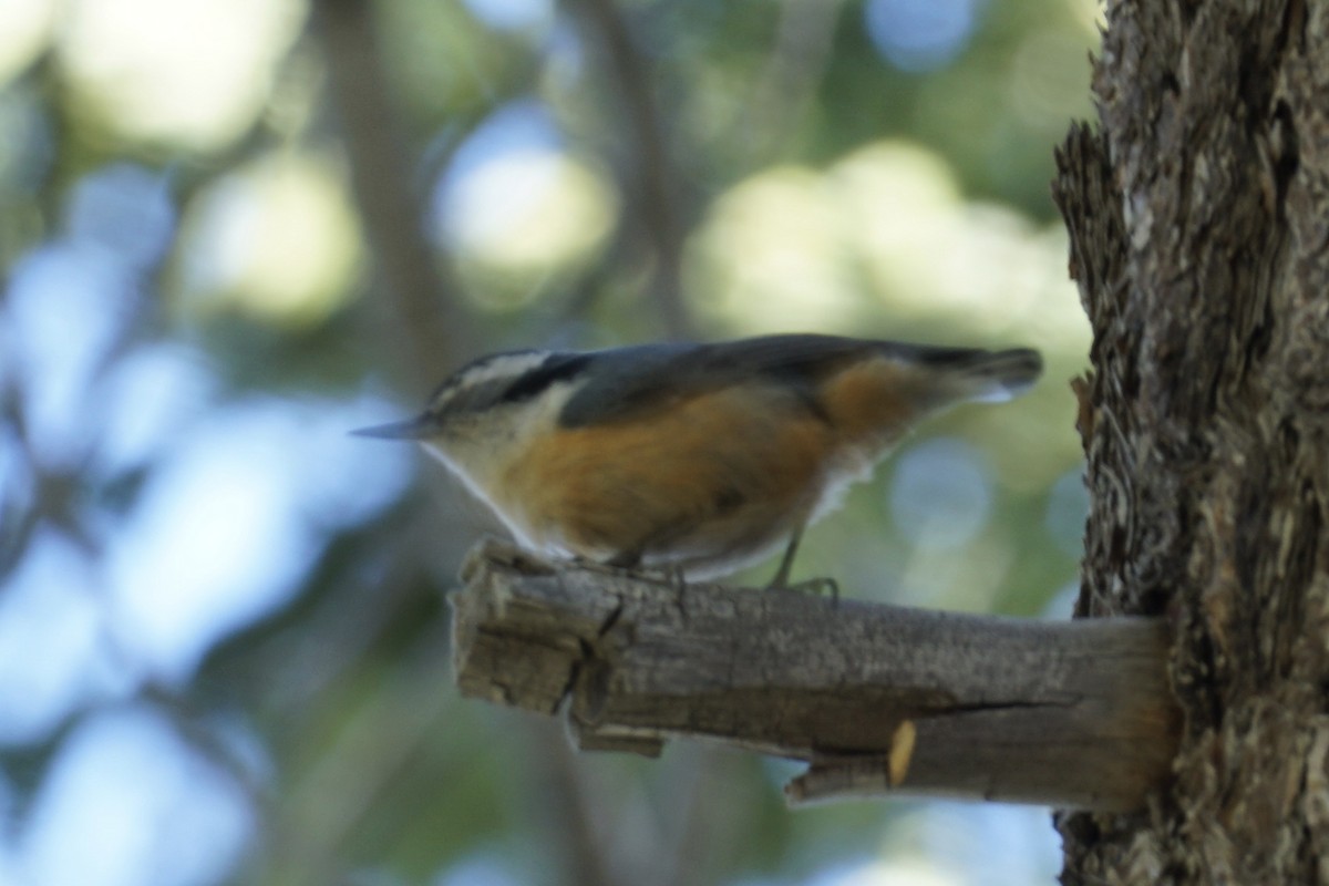 Red-breasted Nuthatch - ML238675701