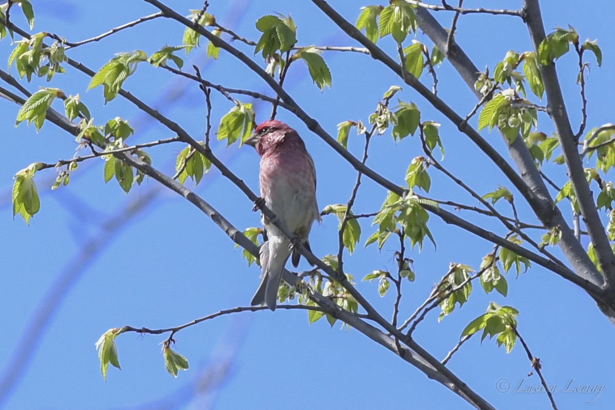 Purple Finch - ML238675971