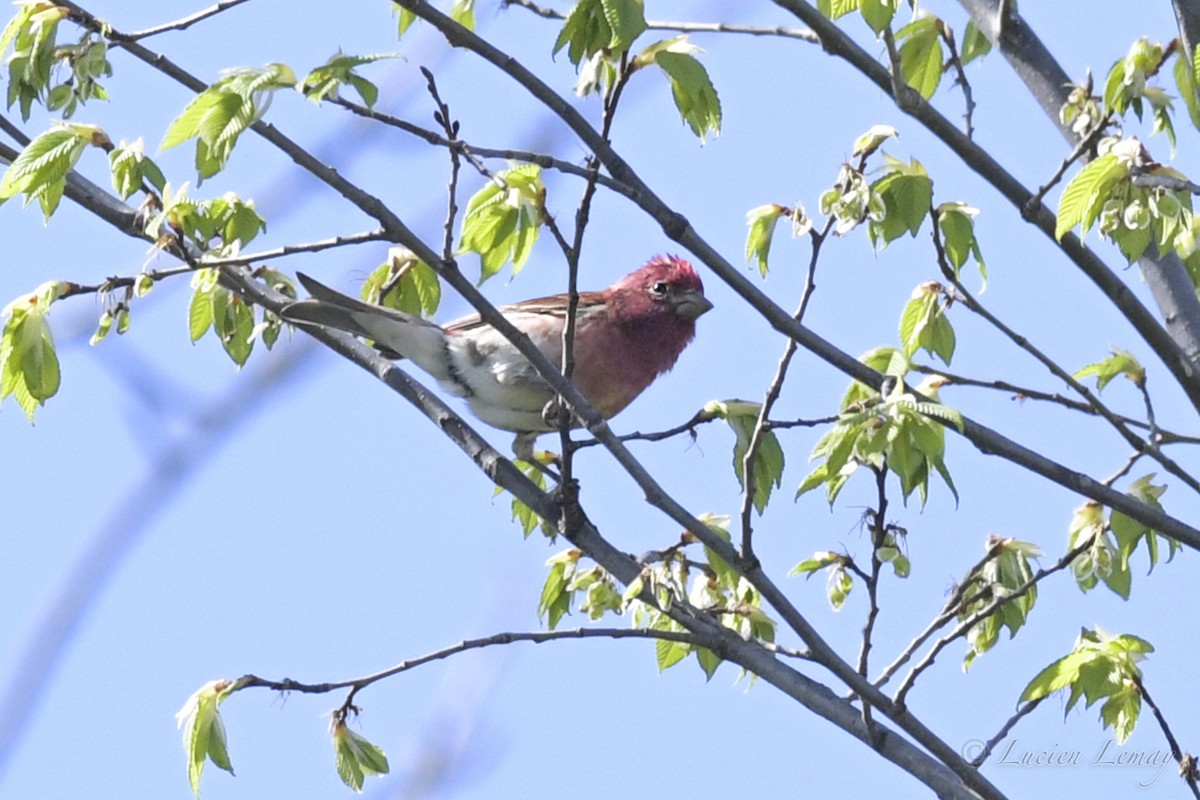 Purple Finch - ML238676191