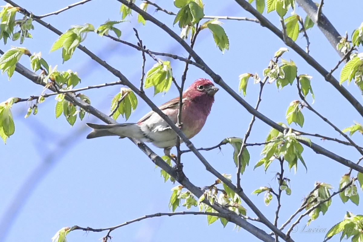 Purple Finch - Lucien Lemay