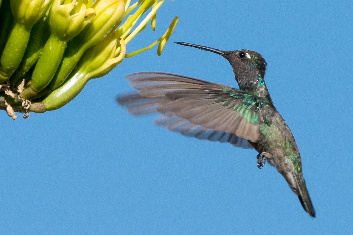 Rivoli's Hummingbird - Juan Miguel Artigas Azas