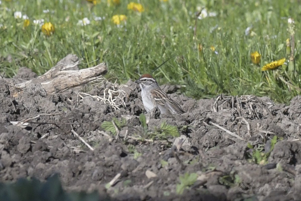 Chipping Sparrow - ML238677921