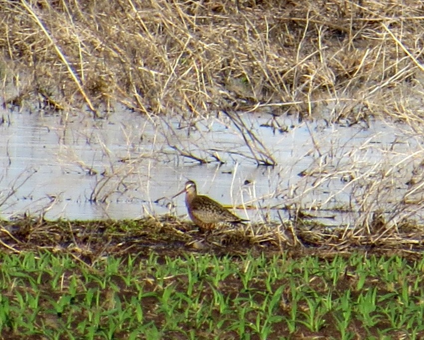 Hudsonian Godwit - ML238678221