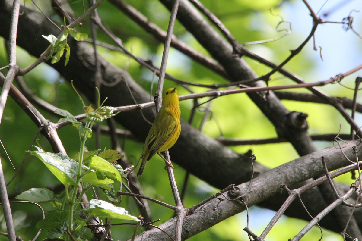 Yellow Warbler - ML238678371