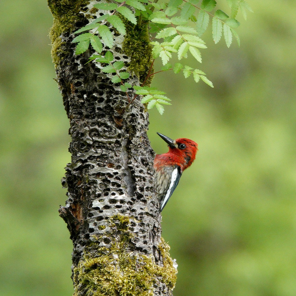 Red-breasted Sapsucker - Diana Byrne