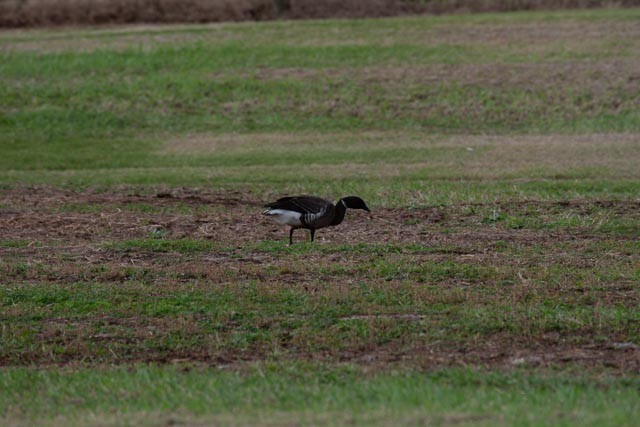 Brant - ML238679171