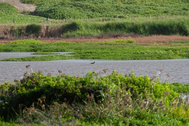 עבראש לבנוני - ML238679471