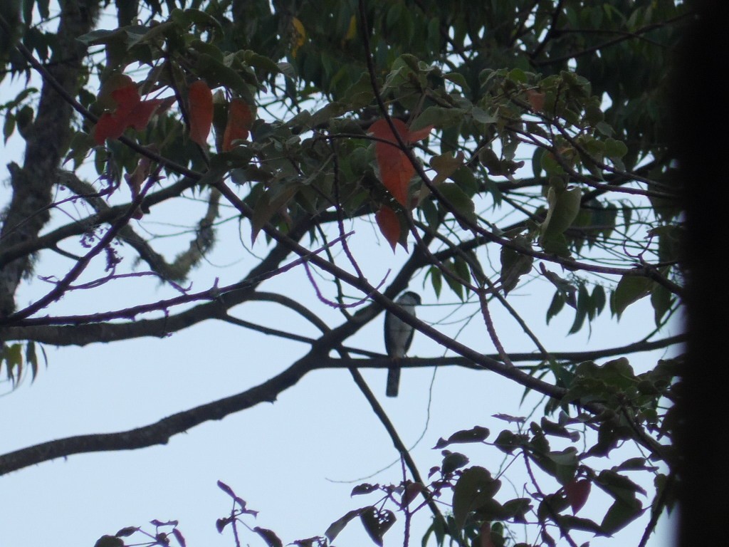 Sharp-shinned Hawk (White-breasted) - ML238679521