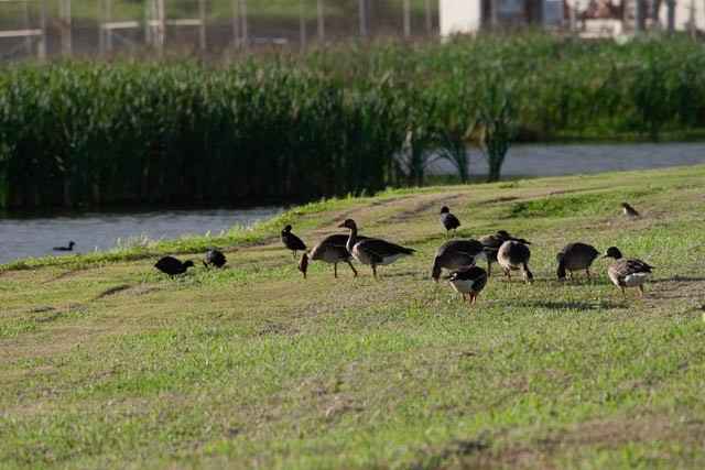 Greater White-fronted Goose - ML238680171