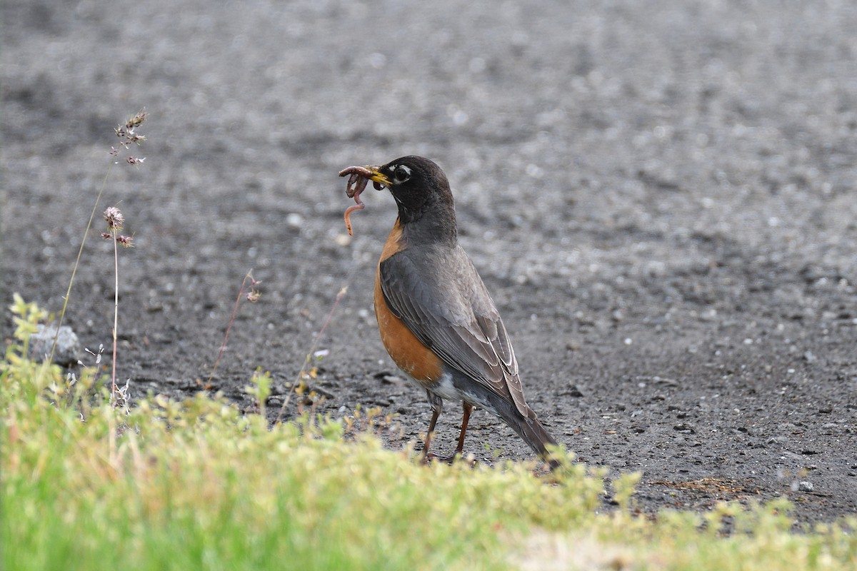 American Robin - ML238680351