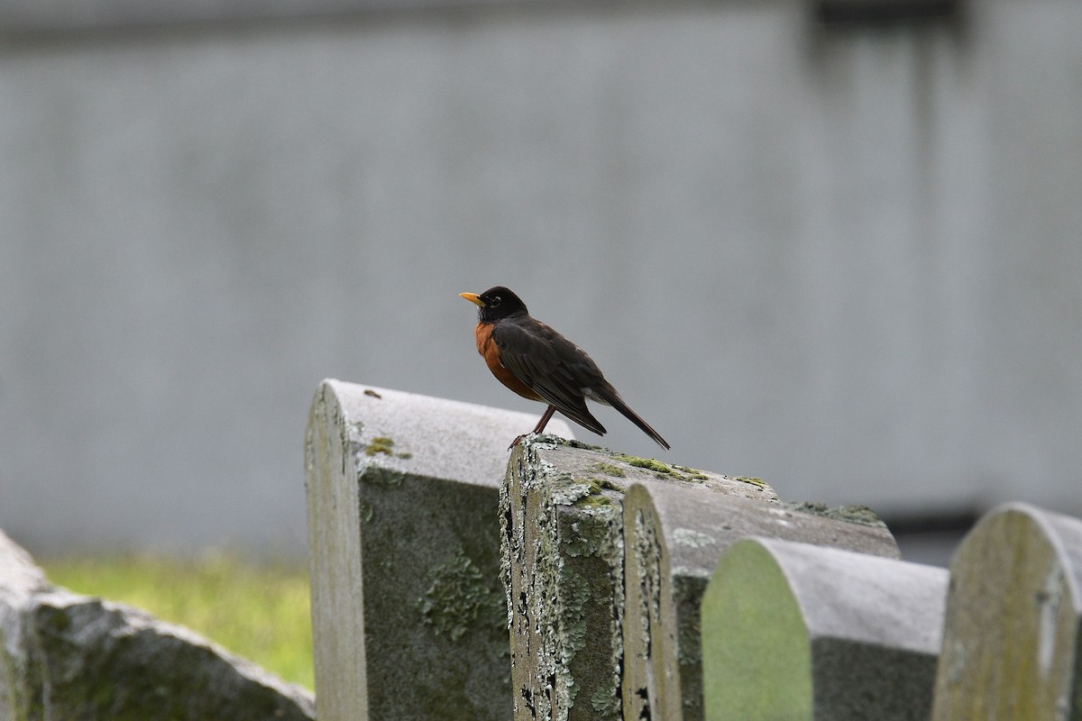 American Robin - ML238680361