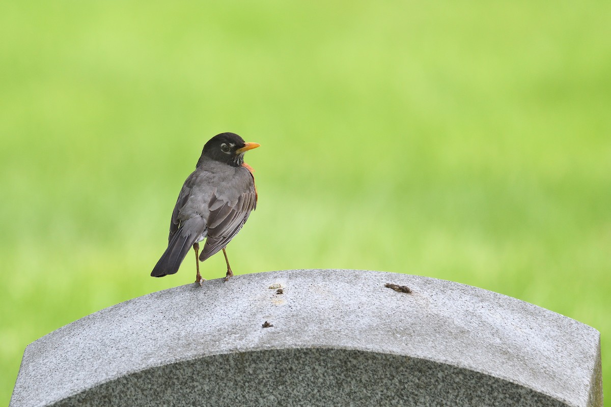 American Robin - ML238680381