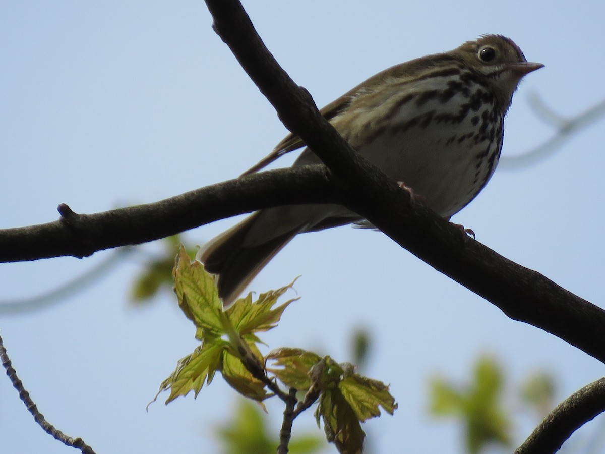 Ovenbird - Alain Mochon