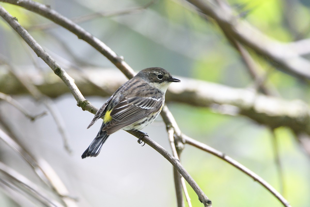 Yellow-rumped Warbler (Myrtle) - ML238682241