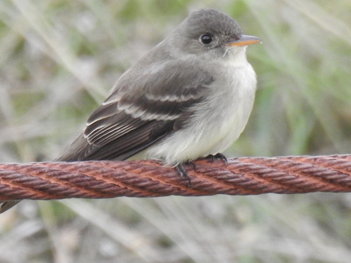 Eastern Wood-Pewee - ML238682251