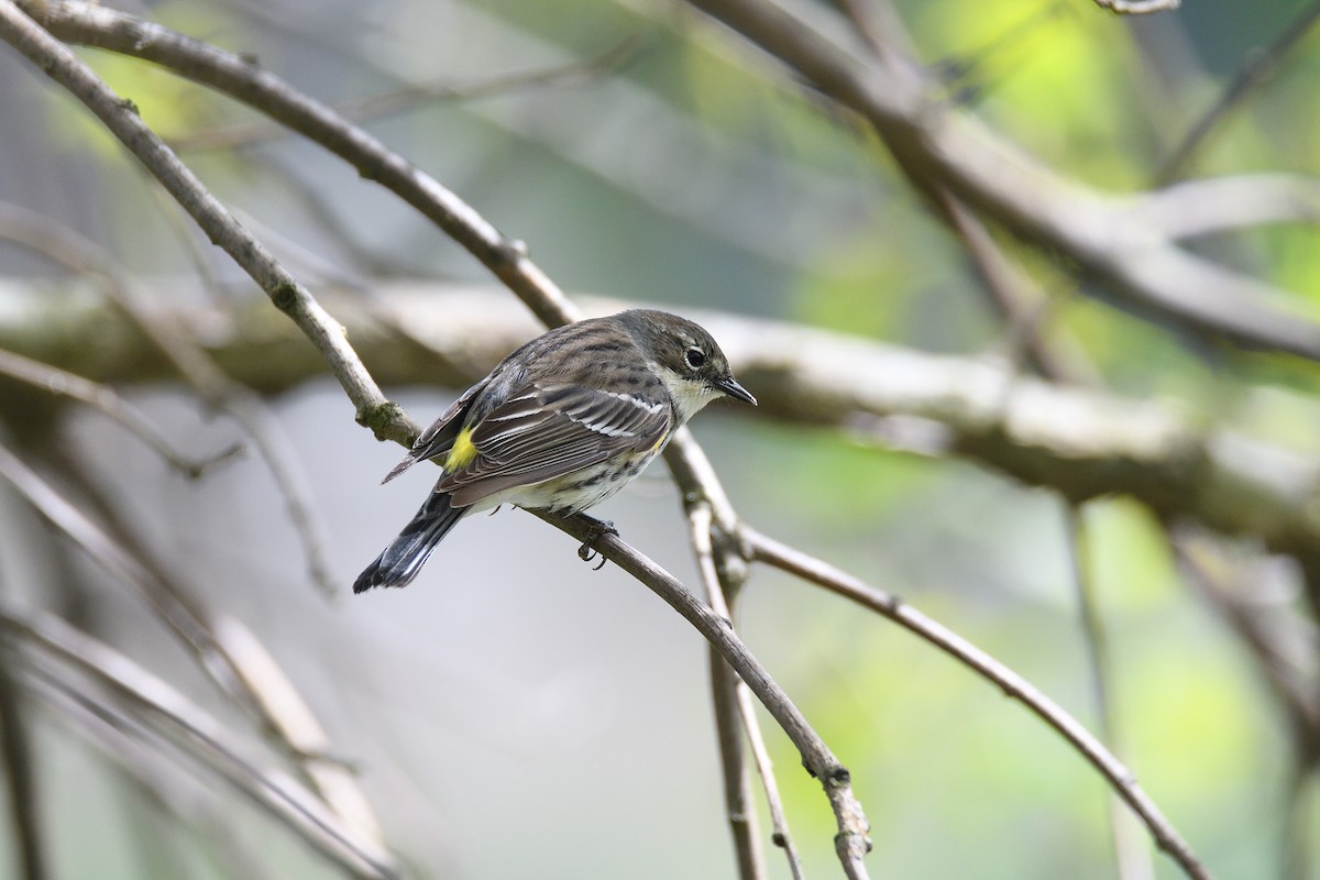 Yellow-rumped Warbler (Myrtle) - ML238682261