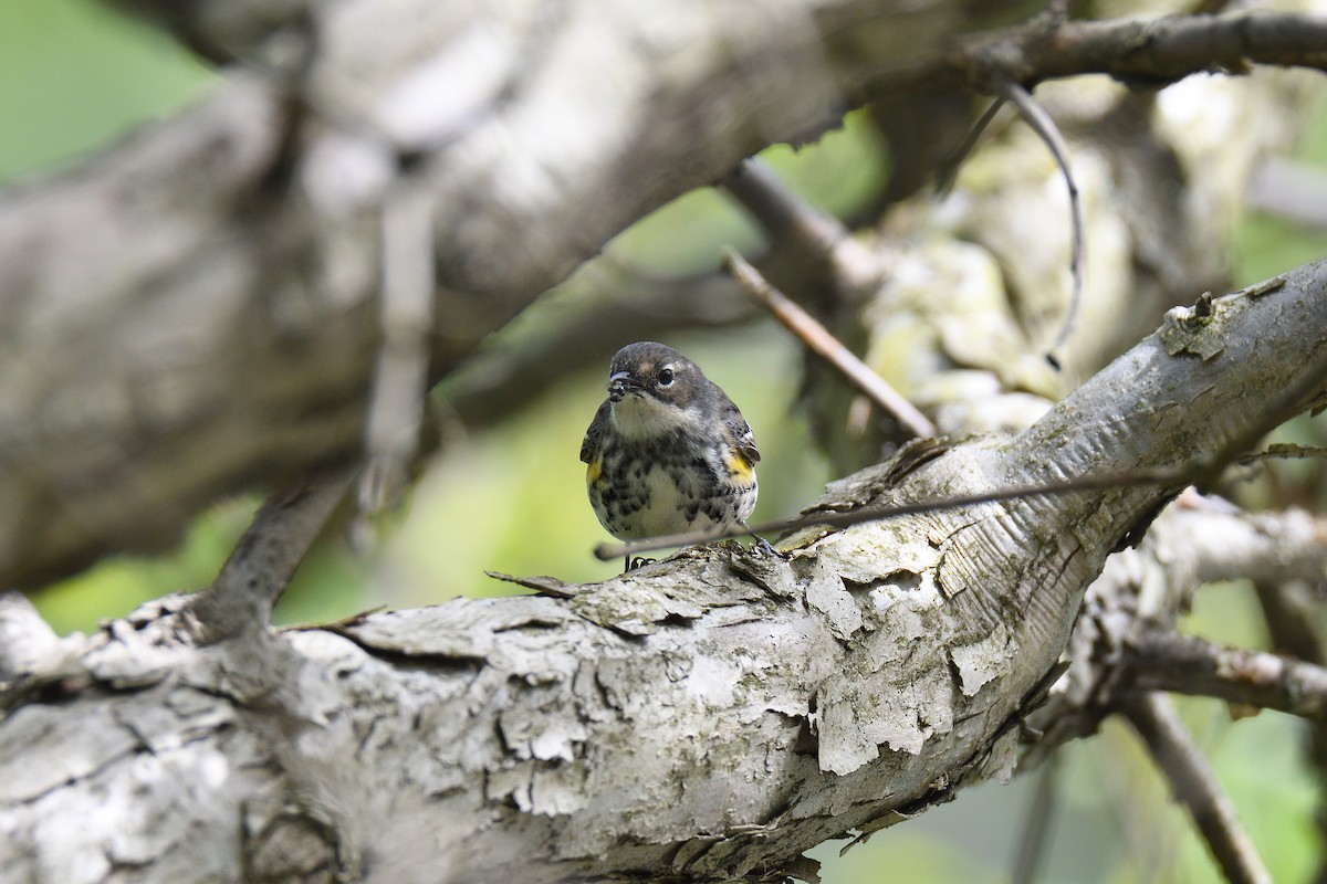 Yellow-rumped Warbler (Myrtle) - ML238682271