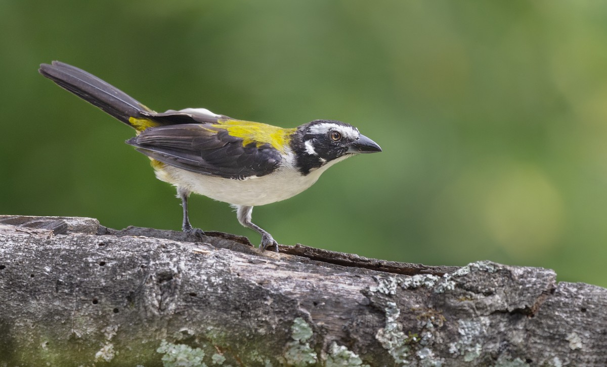 Black-winged Saltator - ML238682871