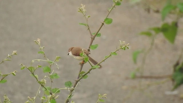 Yellow-eyed Babbler - ML238683231