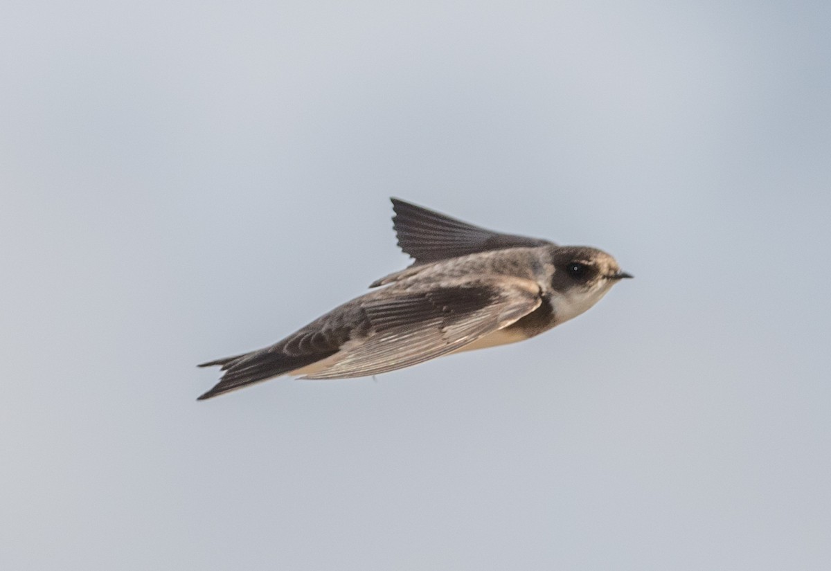 Bank Swallow - ML238684251