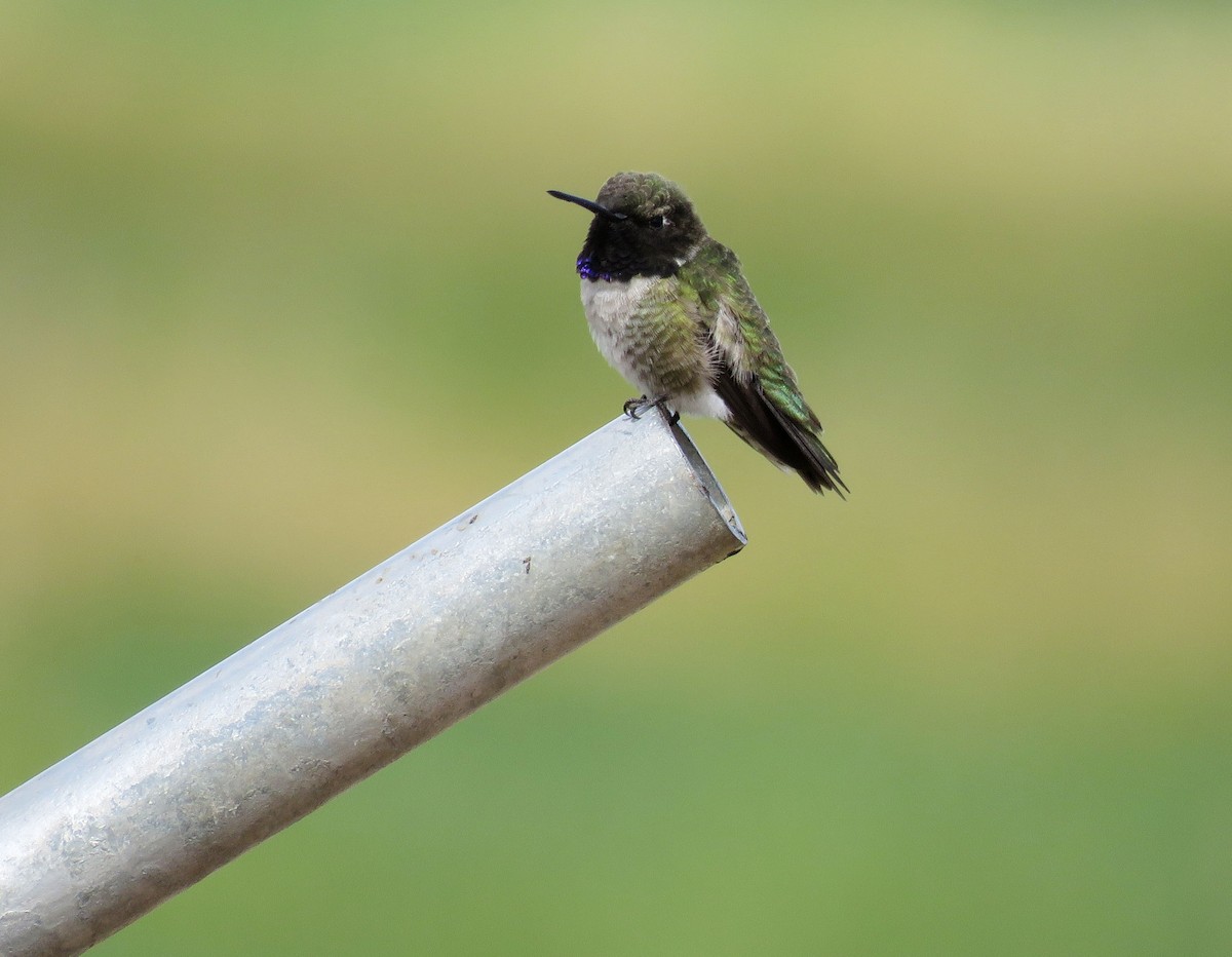 Colibri à gorge noire - ML238684321