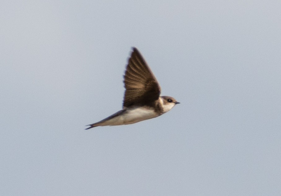 Bank Swallow - ML238684661