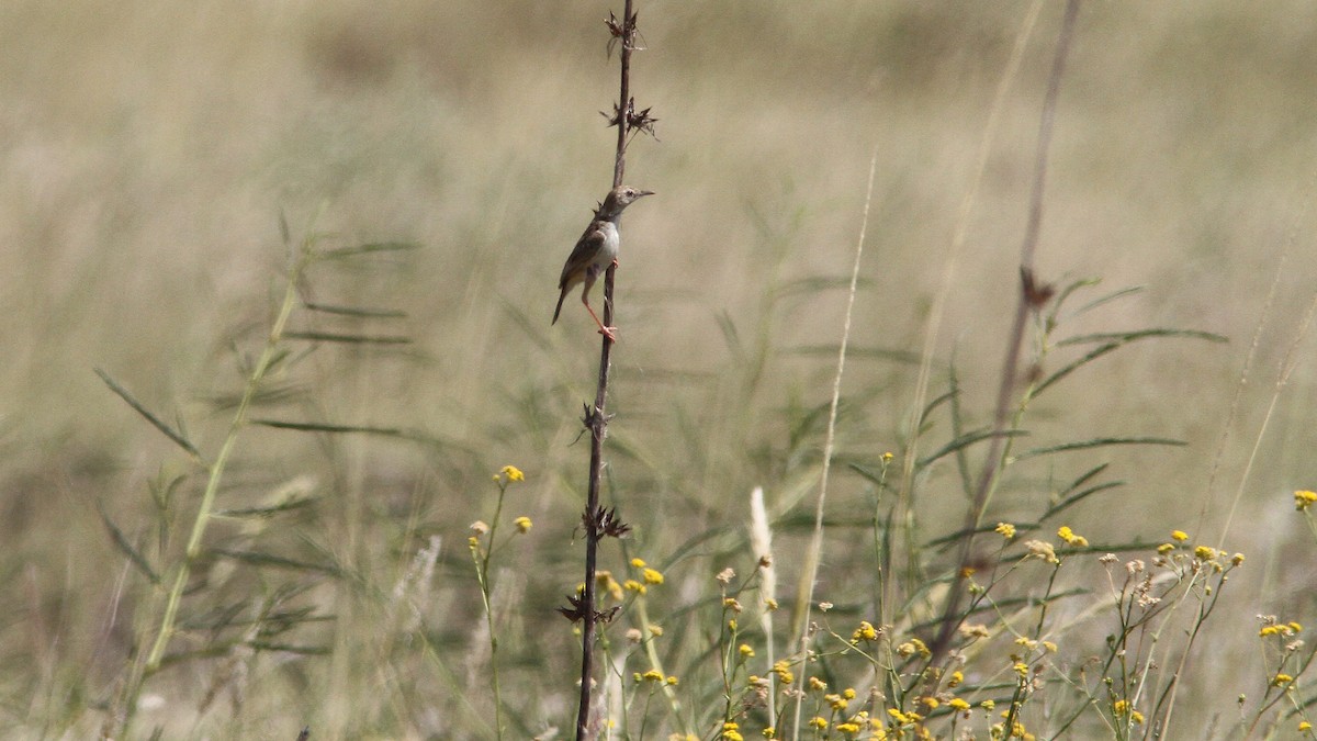 Rattling Cisticola - ML23868511