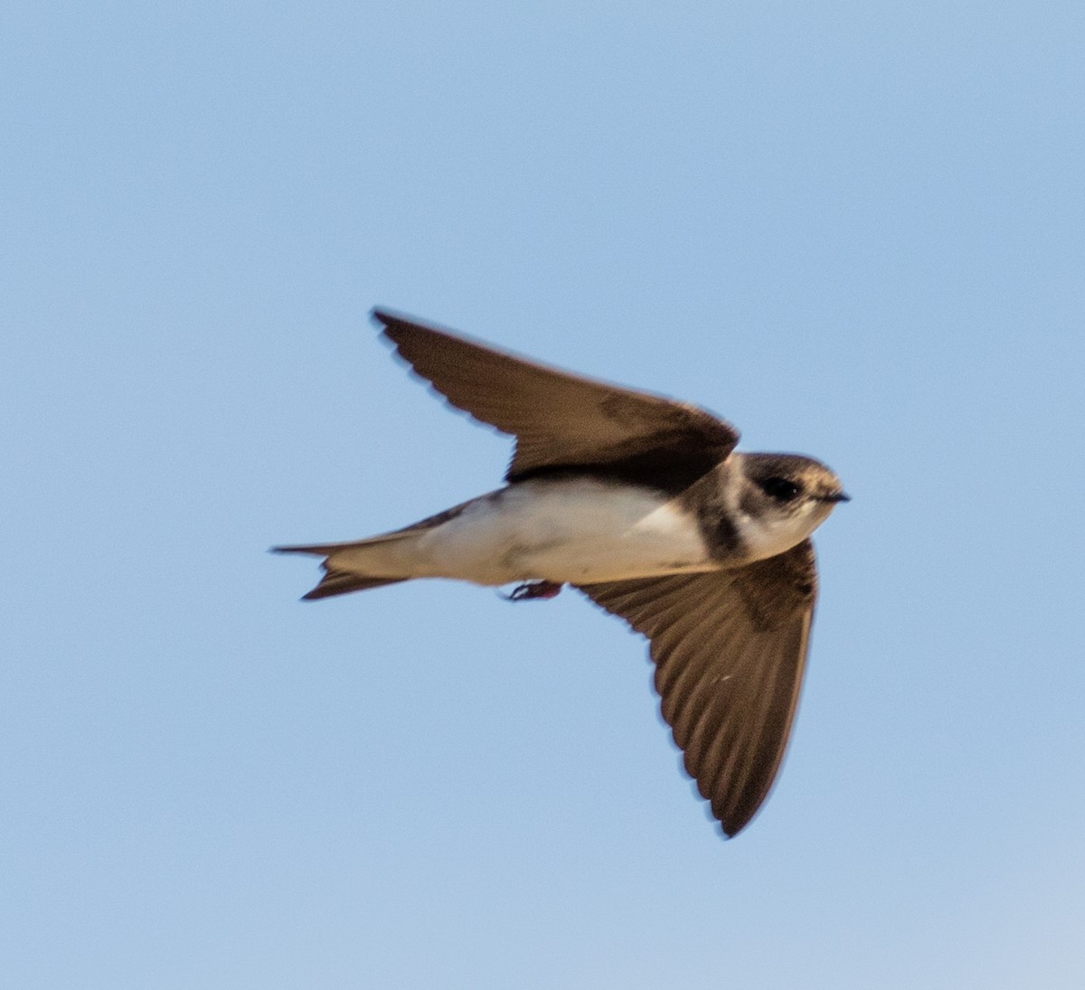 Bank Swallow - ML238685331