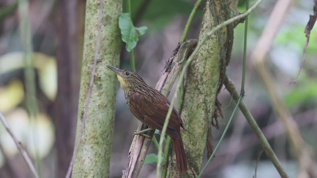 Anabate de Lawrence - ML238685871