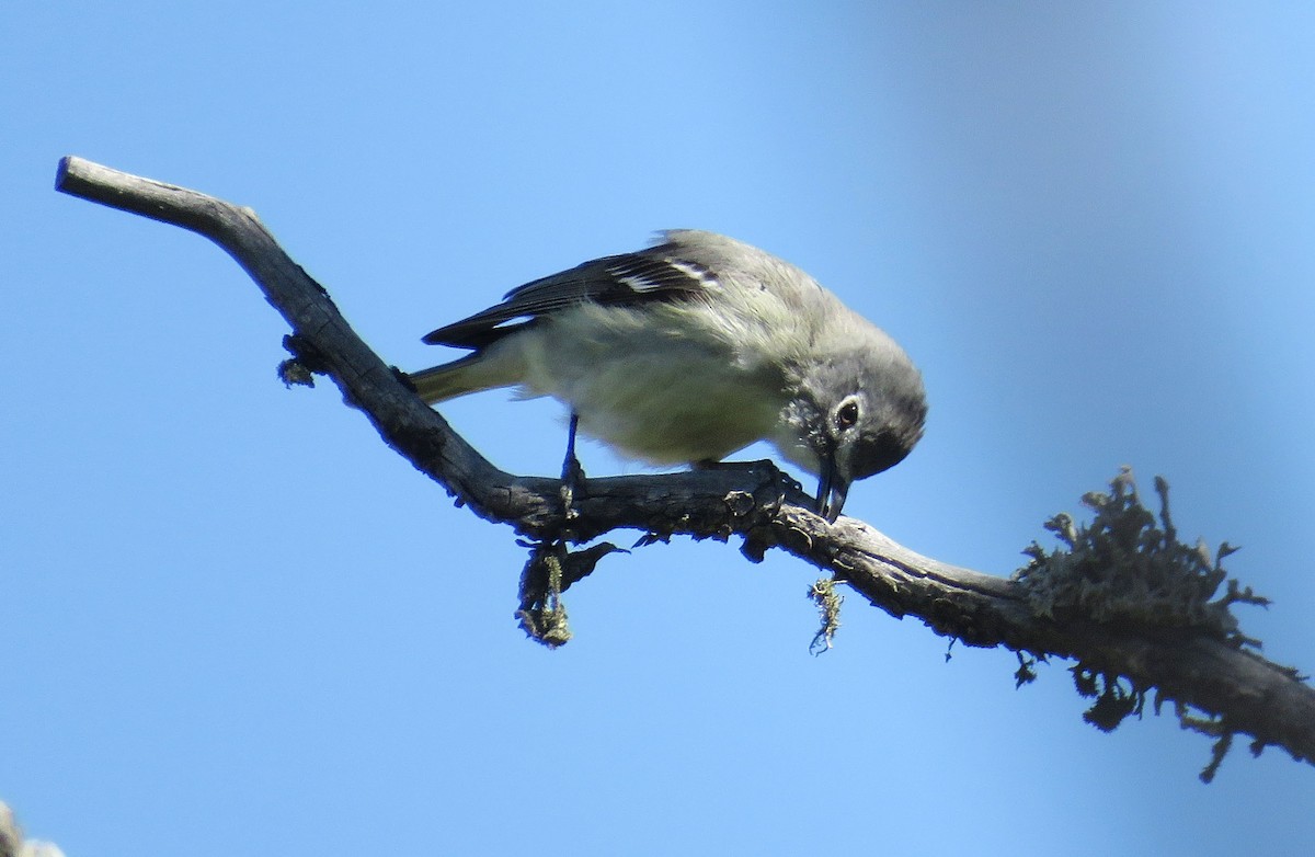 Vireo Plomizo - ML238687911