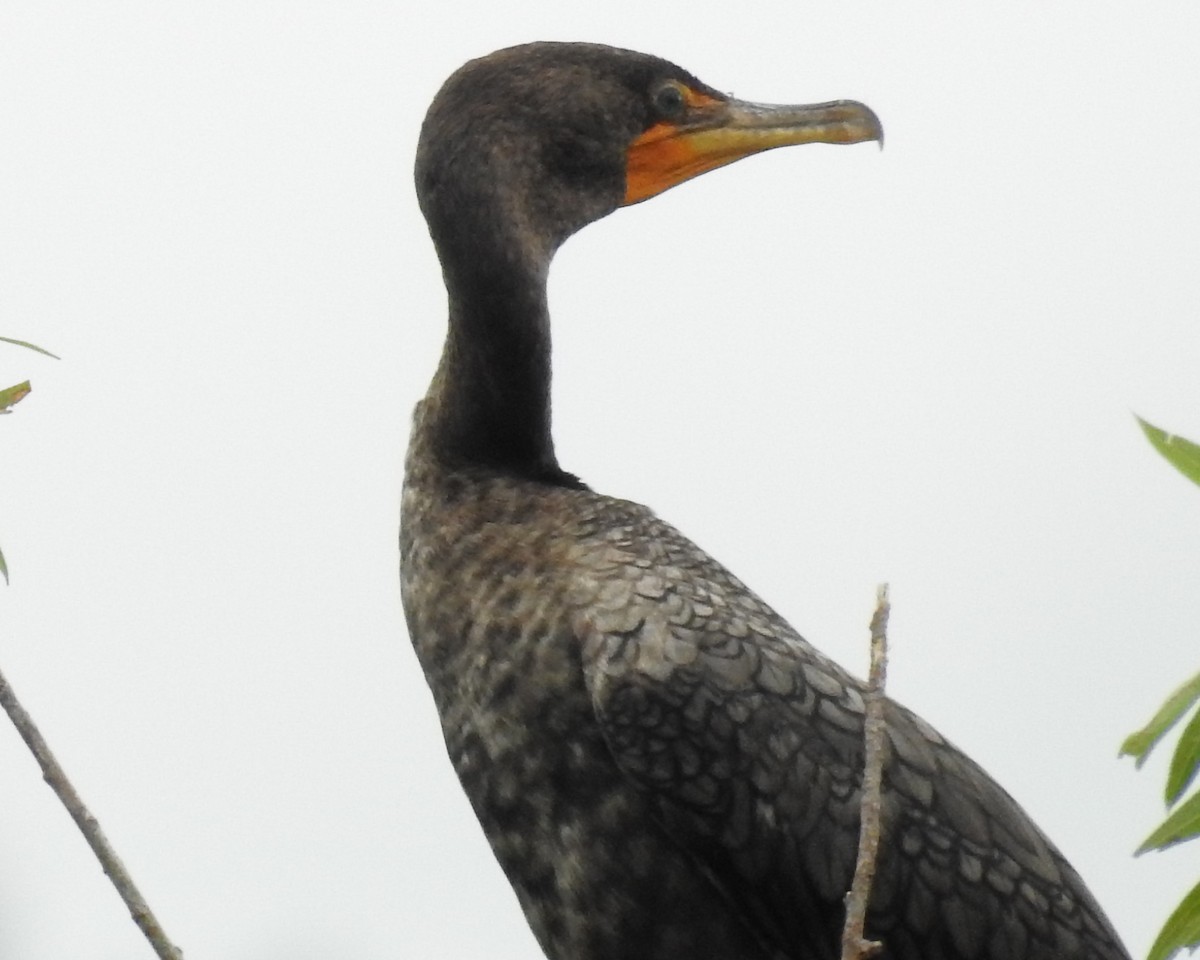 Double-crested Cormorant - Michael Weisensee