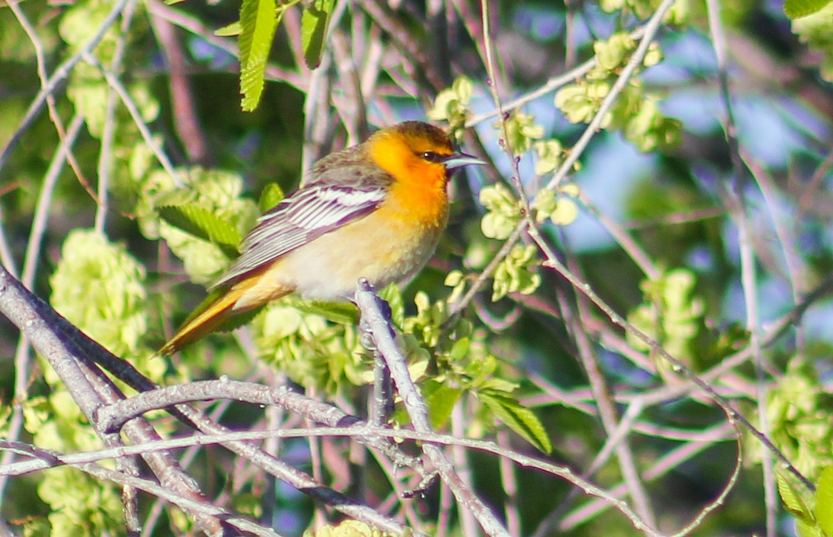 Bullock's Oriole - Alex George