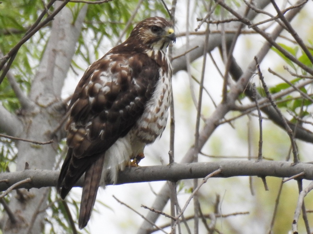Broad-winged Hawk - ML238689901