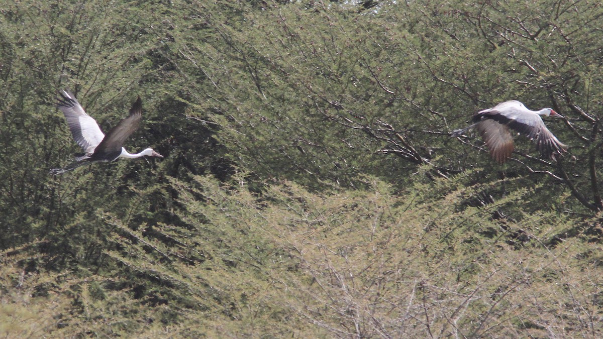 Wattled Crane - ML23869031