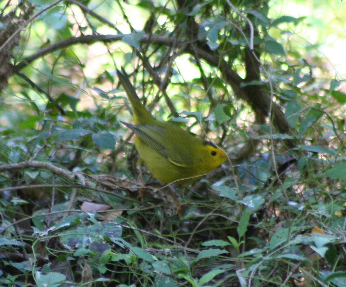 Wilson's Warbler - Paul Sellin