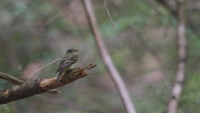 Moucherolle vert - ML238693211