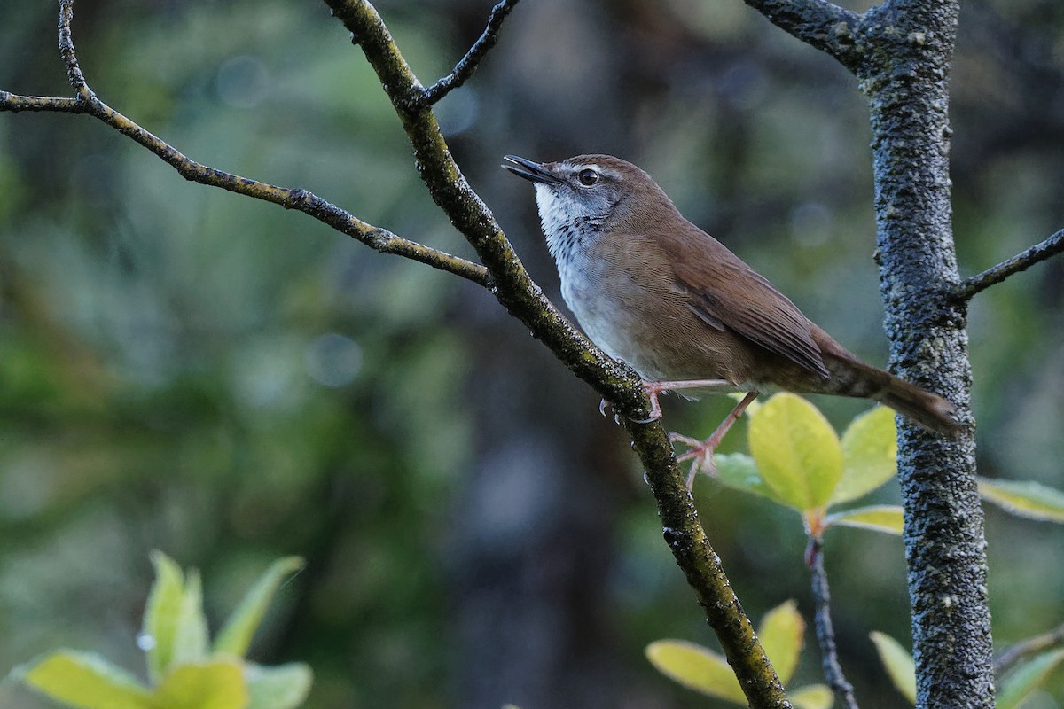 Spotted Bush Warbler - Vincent Wang