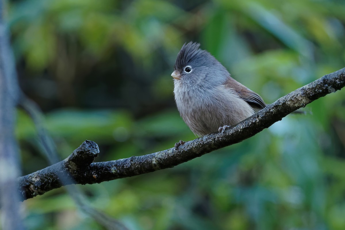 Gray-hooded Parrotbill - ML238695111