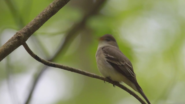 Eastern Wood-Pewee - ML238695461