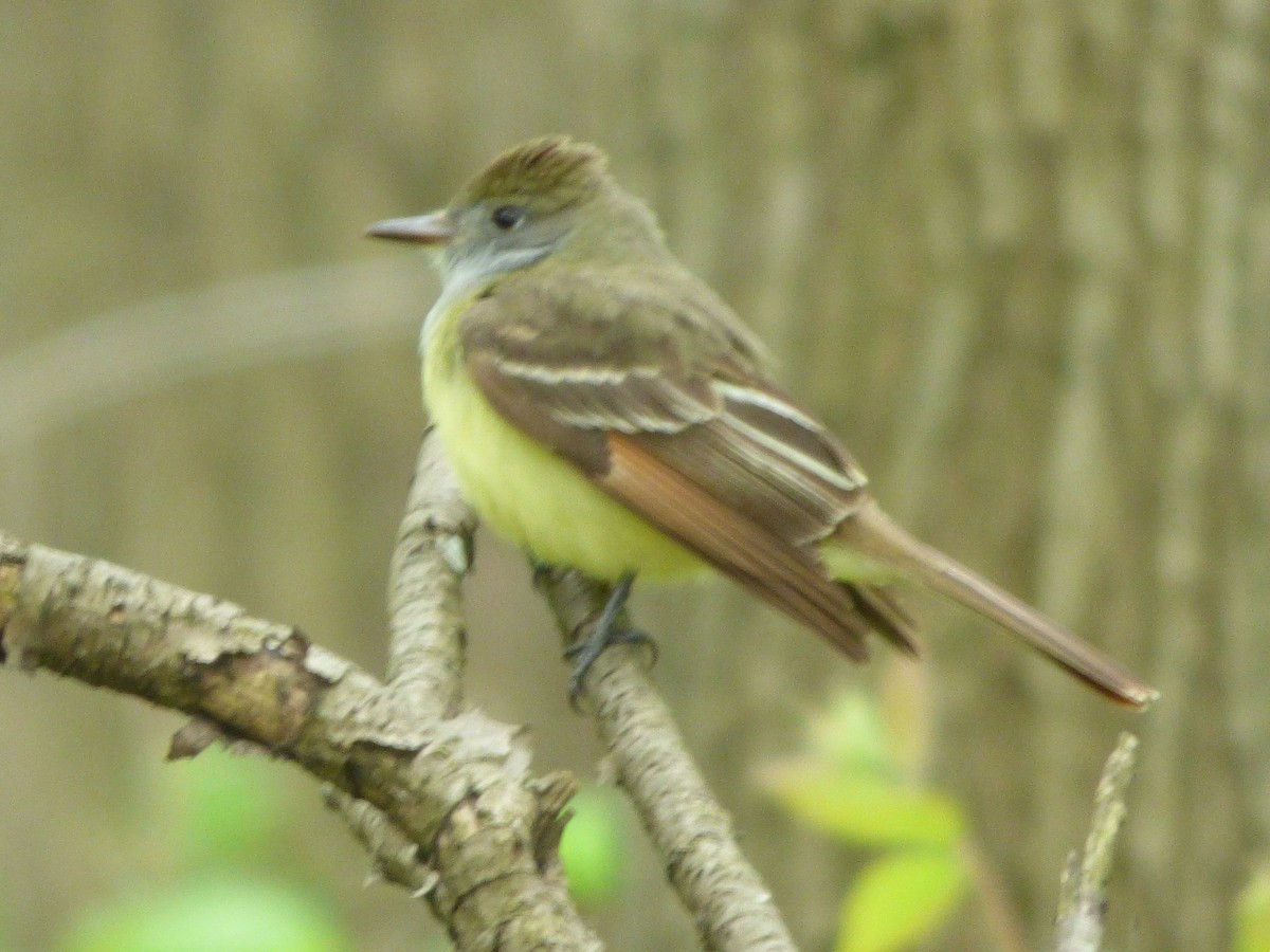 Great Crested Flycatcher - ML238696181