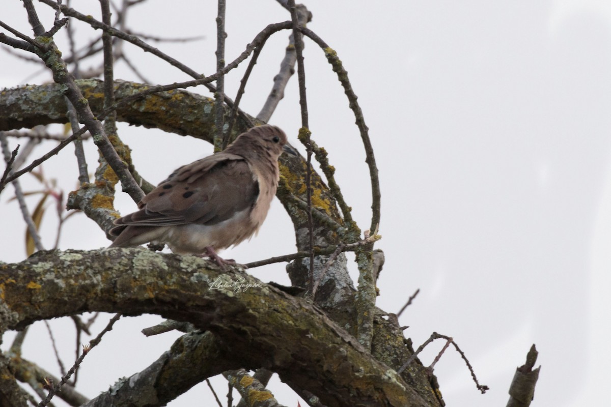 Eared Dove - ML238696261