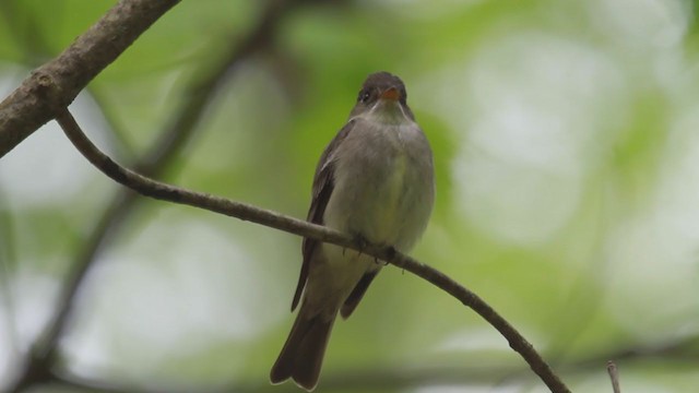 Eastern Wood-Pewee - ML238696341