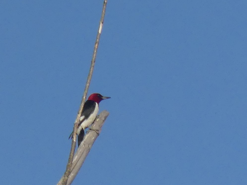 Red-headed Woodpecker - ML238696361