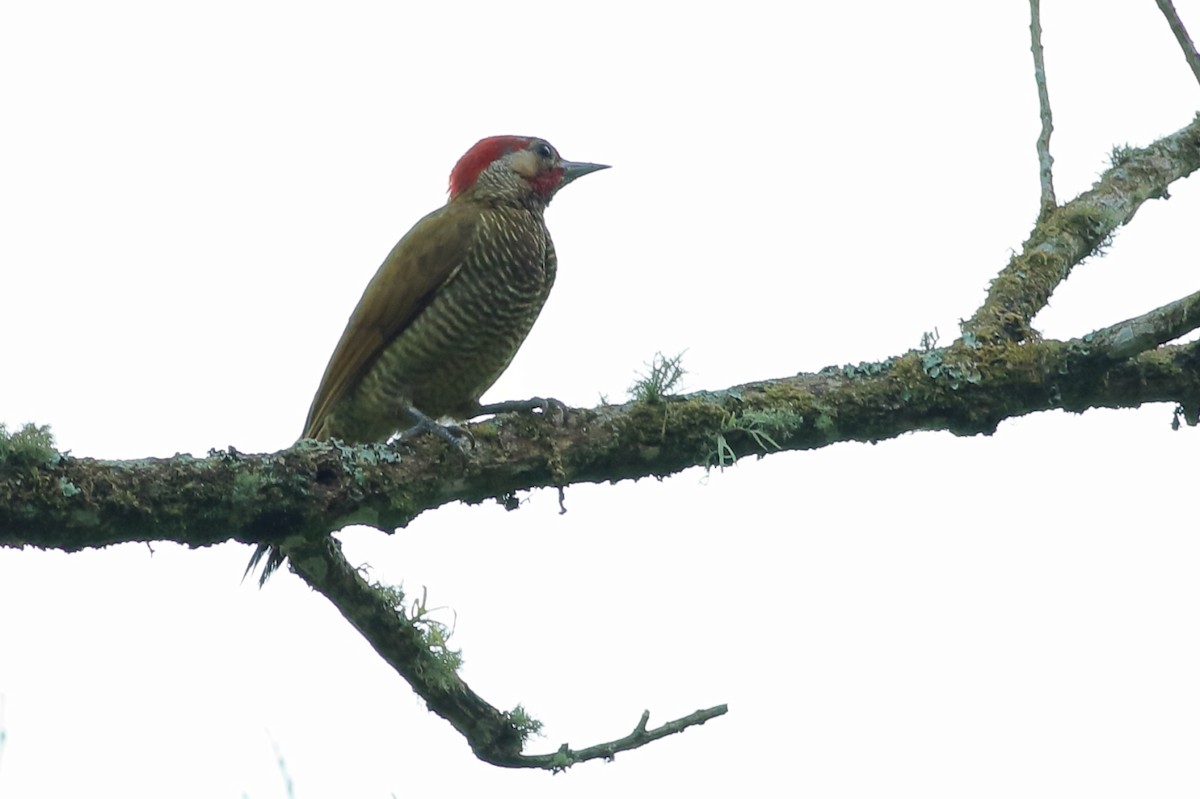 Golden-olive Woodpecker - Manfred Bienert