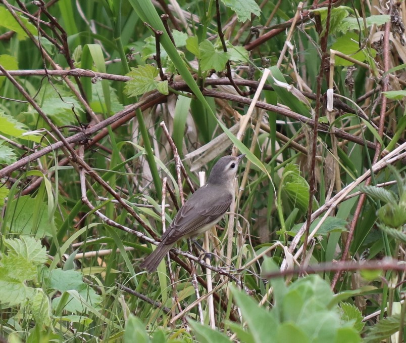 Warbling Vireo - Daniel Laforce