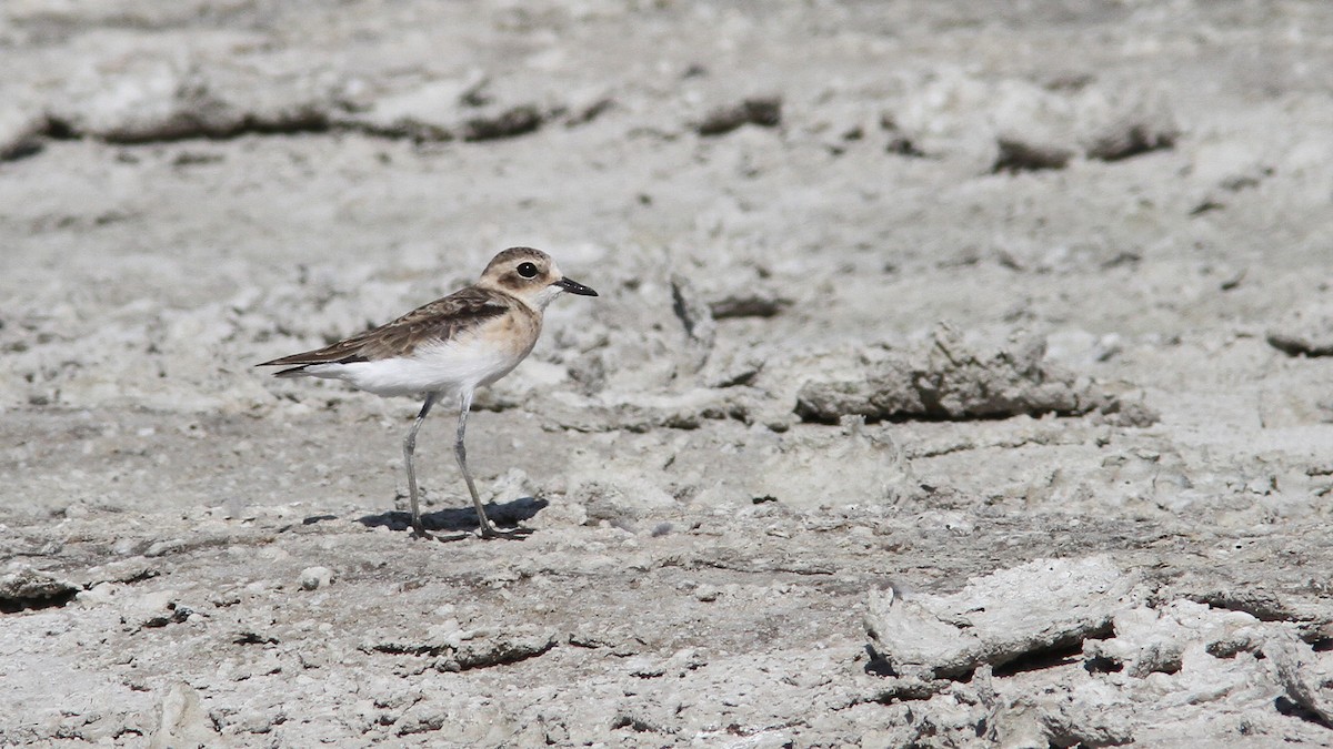 Kittlitz's Plover - Daniel Jauvin