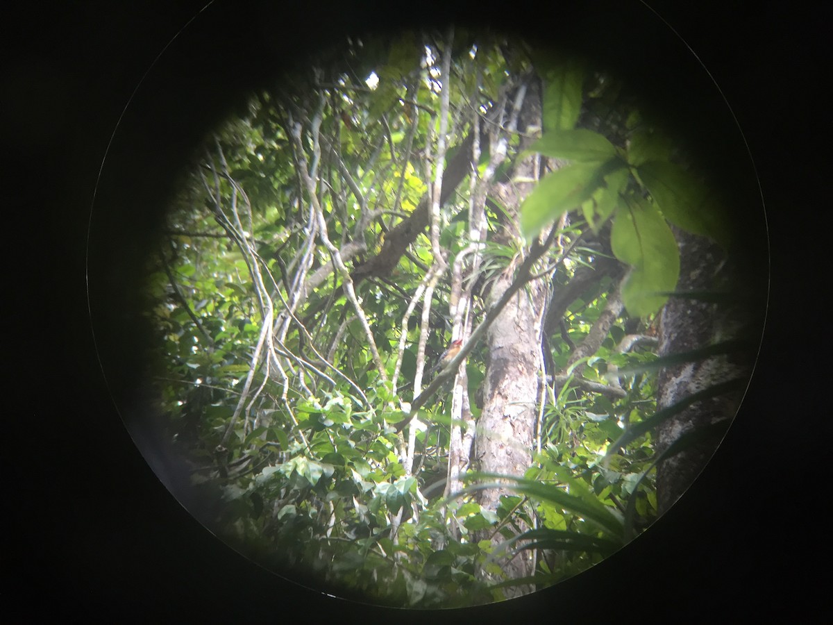 Banded Kingfisher - ML23869721